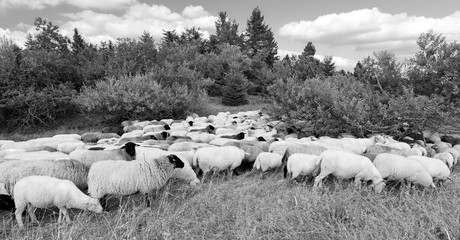 Schafherde im Schwarzwald (Schliffkpof/Nationalpark Schwarzwald) - Sheeps at Black Forest, Germany
