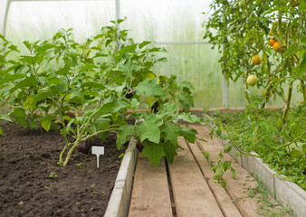 Young plants of eggplant vegetables growing in greenhouse close up, agriculture in Greece