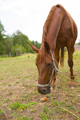 Red horse eating green grass on a field near by house and trees outdoors in the summer countryside