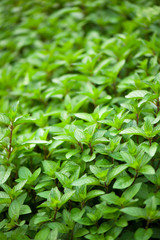 Fototapeta na wymiar Mint plant grow at the vegetable garden