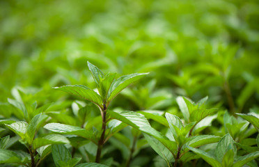Mint plant grow at the vegetable garden