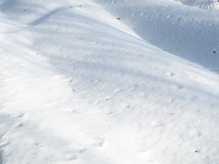 Fototapeta na wymiar Snow in the winter in the forest