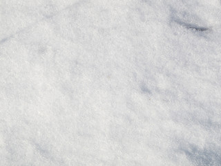 Snow in the winter in the forest