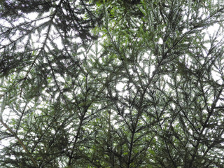 Fir tree in the forest in winter