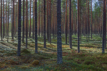 Nordic pine forest in evening light, municipality of Vaala in Kainuu, Finland