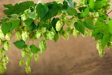 Fresh green hops on a wooden background.