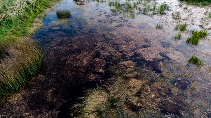 Nebraska wetland and livestock pond with moss and algae.
