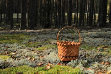 A basket with lingonberry berries stands in a clearing in the forest. Autumn Harvest