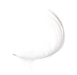 light striped grey feather isolated on white