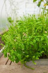 Home Grown Organic Basil Herb Ocimum basilicum Growing in a Greenhouse