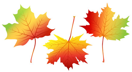 Set of autumn leaves isolated on white background, vector illustration of fall maple leaves