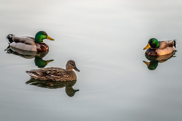  mallard duck,Anas platyrhynchos i