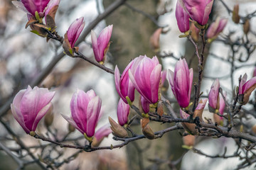 Magnolia tree in bloom in early spring