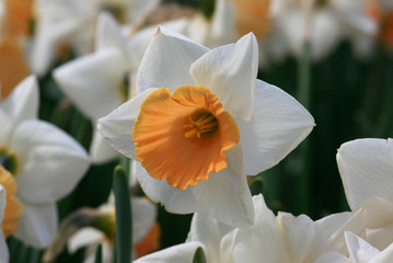 white orange flower