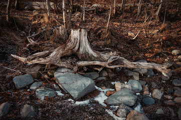 Tree stump