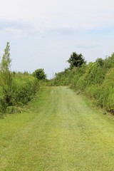 The grass path in the countryside on a sunny day.