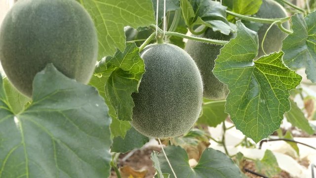 green melon plants growing in greenhouse supported by string nets