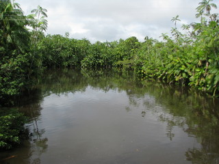 Fototapeta na wymiar Boat ride at Una river, between amazon rain forest and atlantic forest