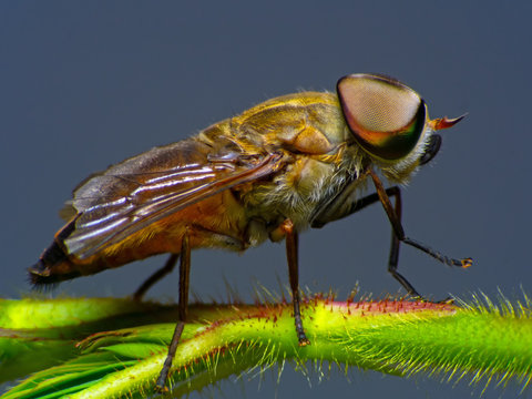 Horsefly, Tabanidae  super Macro and Extreme marco  short