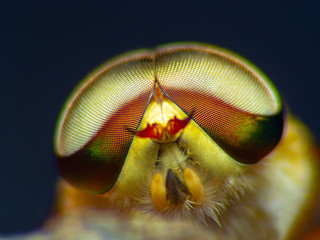 Horsefly, Tabanidae  super Macro and Extreme marco  short
