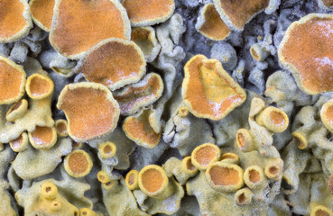 orange lichen colony closeup background