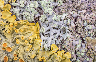 yellow and grey lichen colony closeup