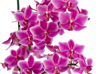 Orchideenzauber