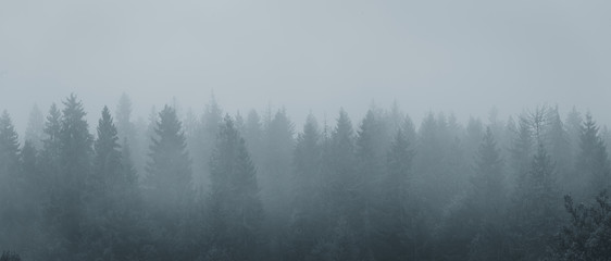 Foggy morning spruce forest at Carpathian mountains. Misty landscape with fir forest in hipster background style with copy space.