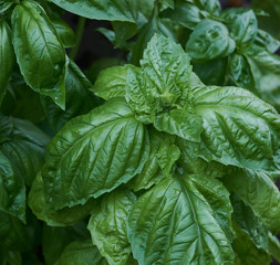 Fototapeta na wymiar Fresh Organic Basil from the garden