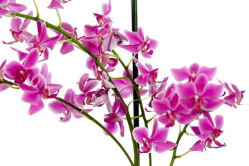 Naklejka na ściany i meble Orchideenzauber