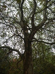 Fototapeta premium Natur. Hannover. Park.