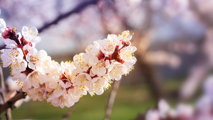 fruit tree flowers spring / spring flowering fruit trees