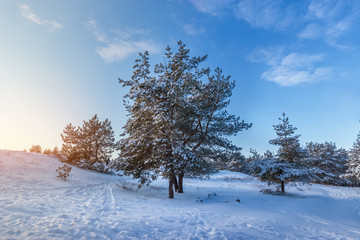 bright pre-holiday winter forest / nature forests of Ukraine winter landscape