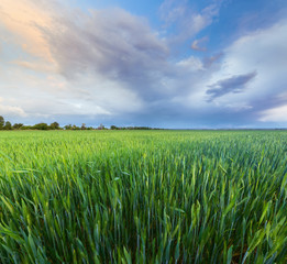 green young wheat field / bright Sunny day agriculture