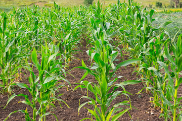 Summer garden corn