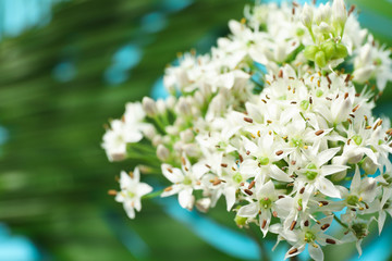 Allium flower on blurred  background of palm leaves, closeup
