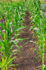 Summer garden corn