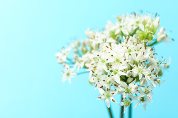 White allium flowers on blue background, copy space