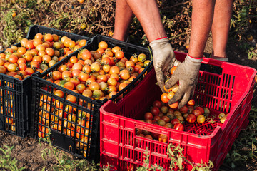 PUGLIA / ITALY -  AUGUST 2019: Cultivation of cherry tomatoes in Puglia, south of Italy