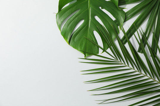 Different palm leaves on grey background, copy space