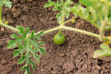 Summer garden watermelon