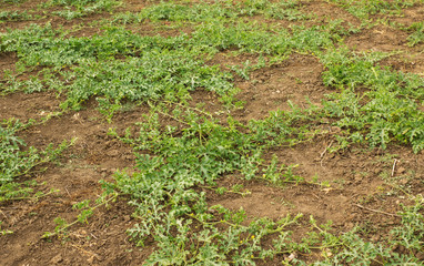 Summer garden watermelon