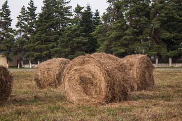 three stacks of dry Golden hay lie on a dry grass field against a background of green pines