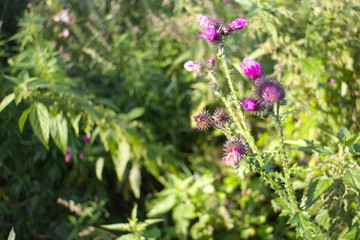 weed burdock in the sun in summer