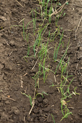 Summer garden Green onion