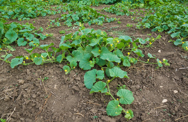 Summer garden melon