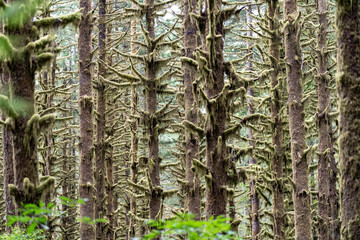 Moss covered trees in a British Columbia rain forest