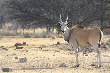 Common Eland (Taurotragus oryx) in South Africa