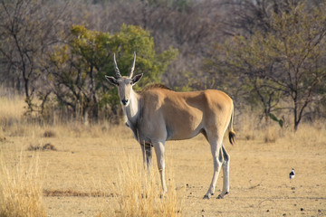 Naklejka na ściany i meble Common Eland (Taurotragus oryx) in South Africa