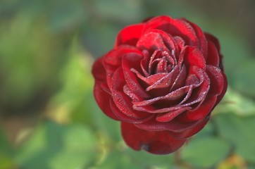 Blooming flower red roses covered with morning dew